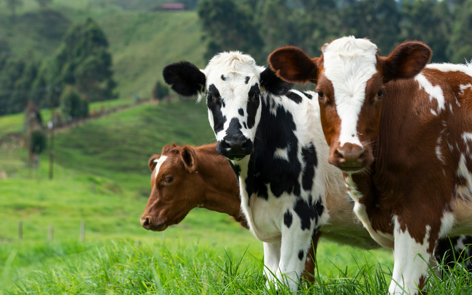 Cattle