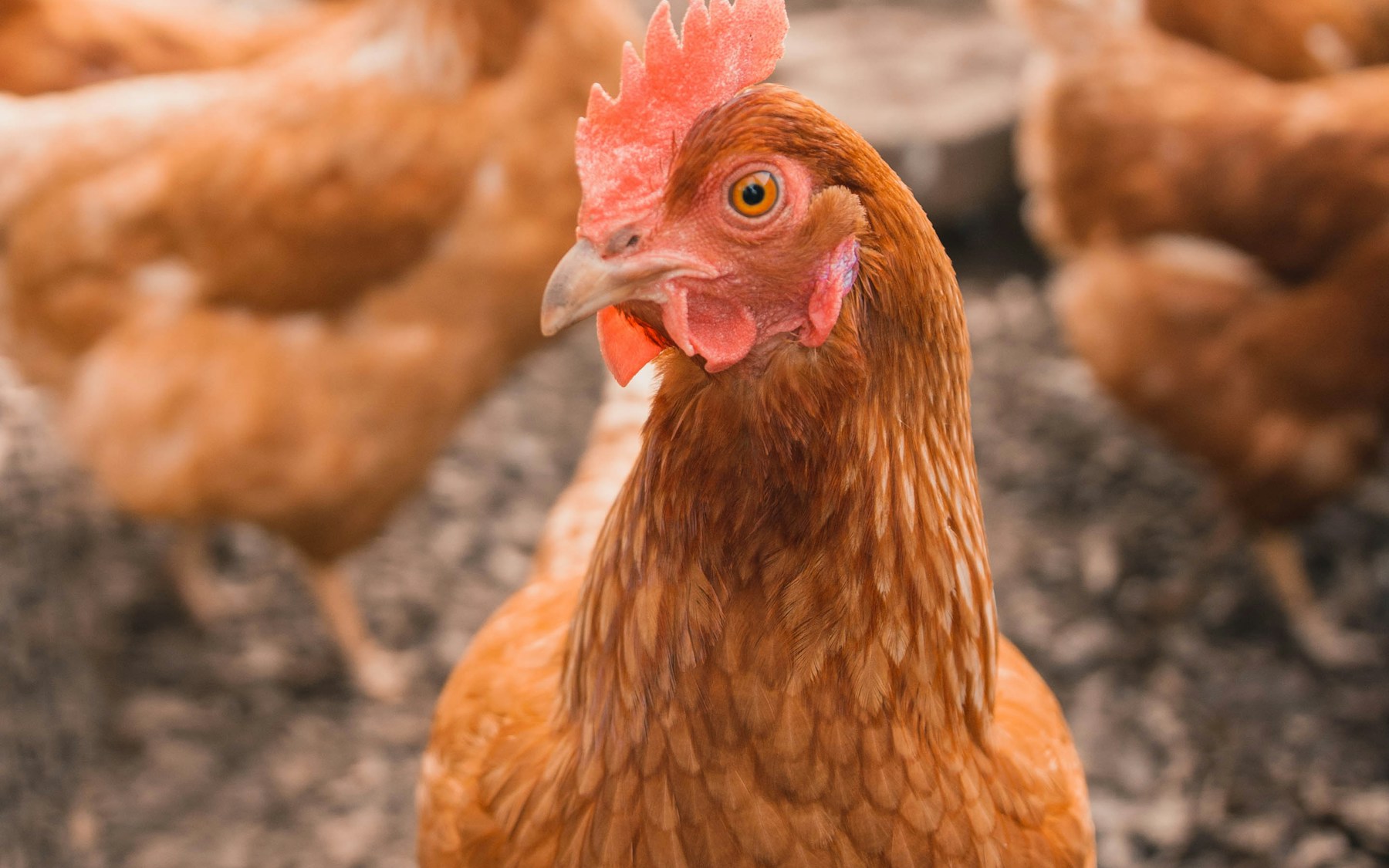 Poultry pharmaceuticals