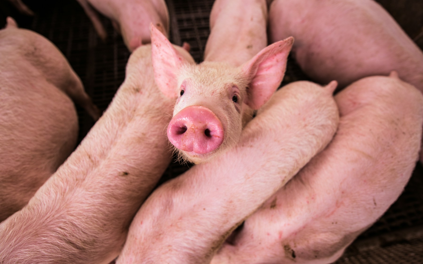 Pig health