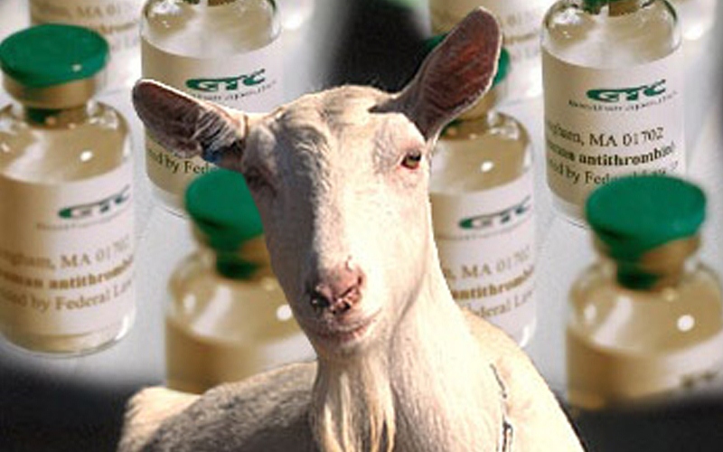 Goat with veterinary medicine products